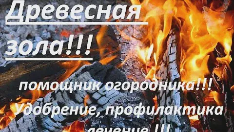 Древесная зола как универсальное средство защиты растений, от огородной нечисти !!!